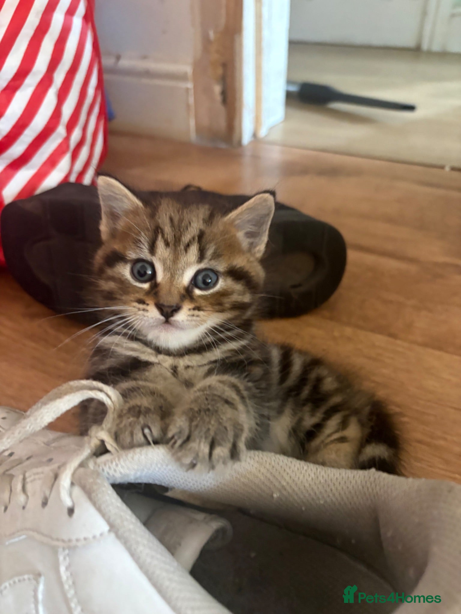 Mixed Breed cats 1 Grey (Blue) and 2 brown tabby kittens  - Advert 1
