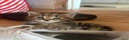 Mixed Breed cats for sale: 1 Grey (Blue) and 2 brown tabby kittens  - Advert 1