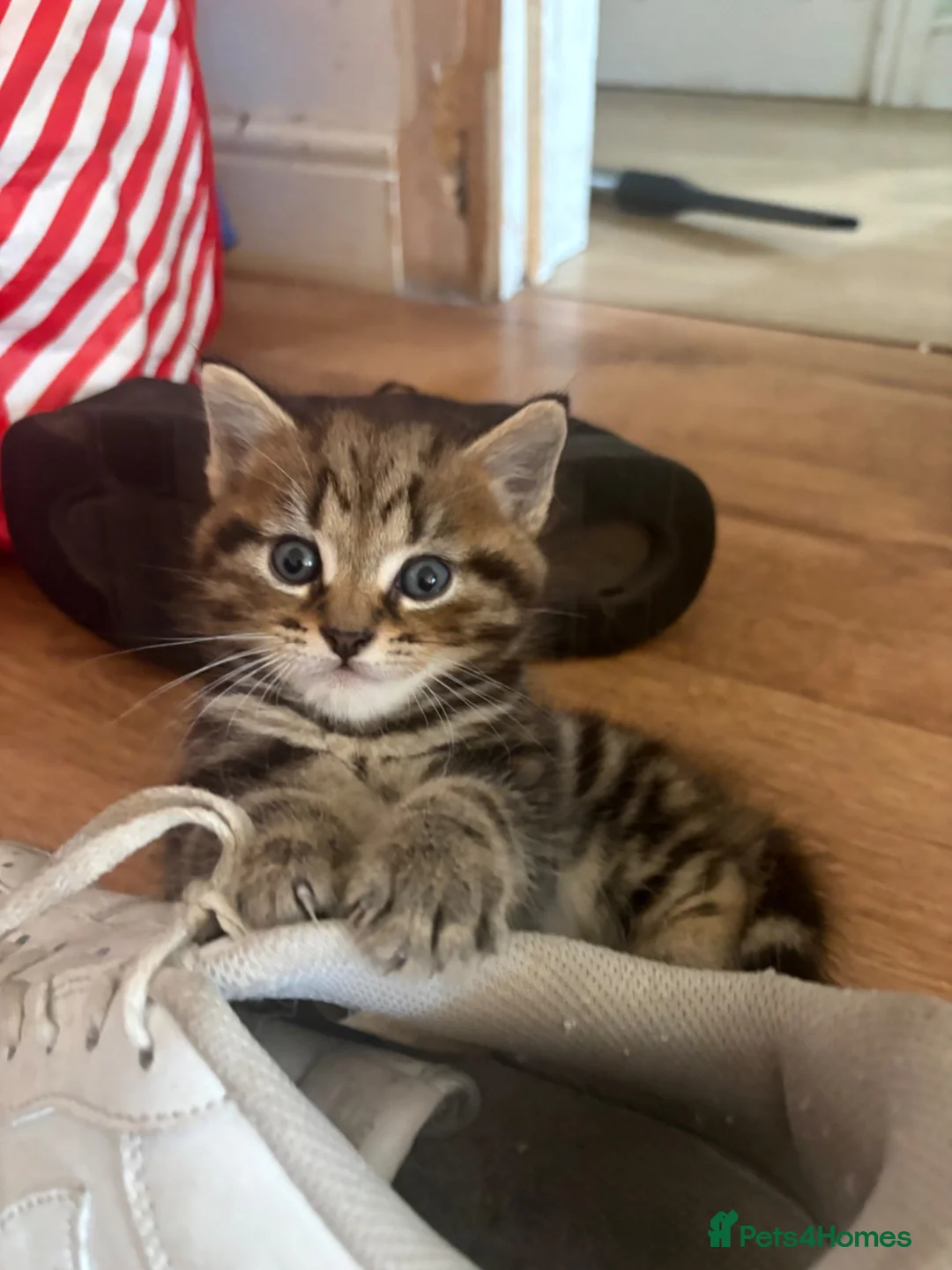 Mixed Breed cats for sale: 1 Grey (Blue) and 2 brown tabby kittens  - Advert 1
