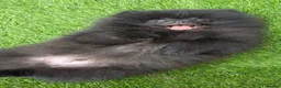 Pomeranian dogs for sale: 2 stunning male Pomeranian ready for new homes now - Advert 22