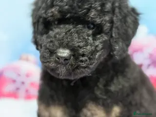 Bernedoodle dogs Ready to go Miniature Bernedoodle - Advert 2