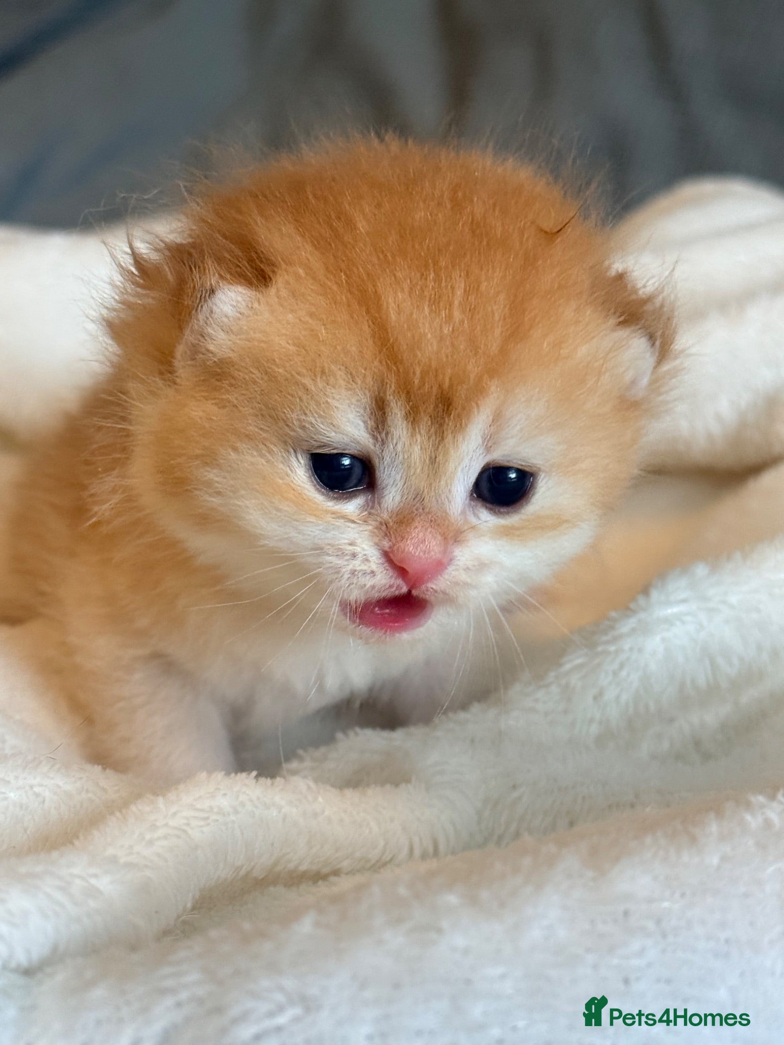 British Shorthair cats TICA reg ny12 golden kittens  - Advert 4