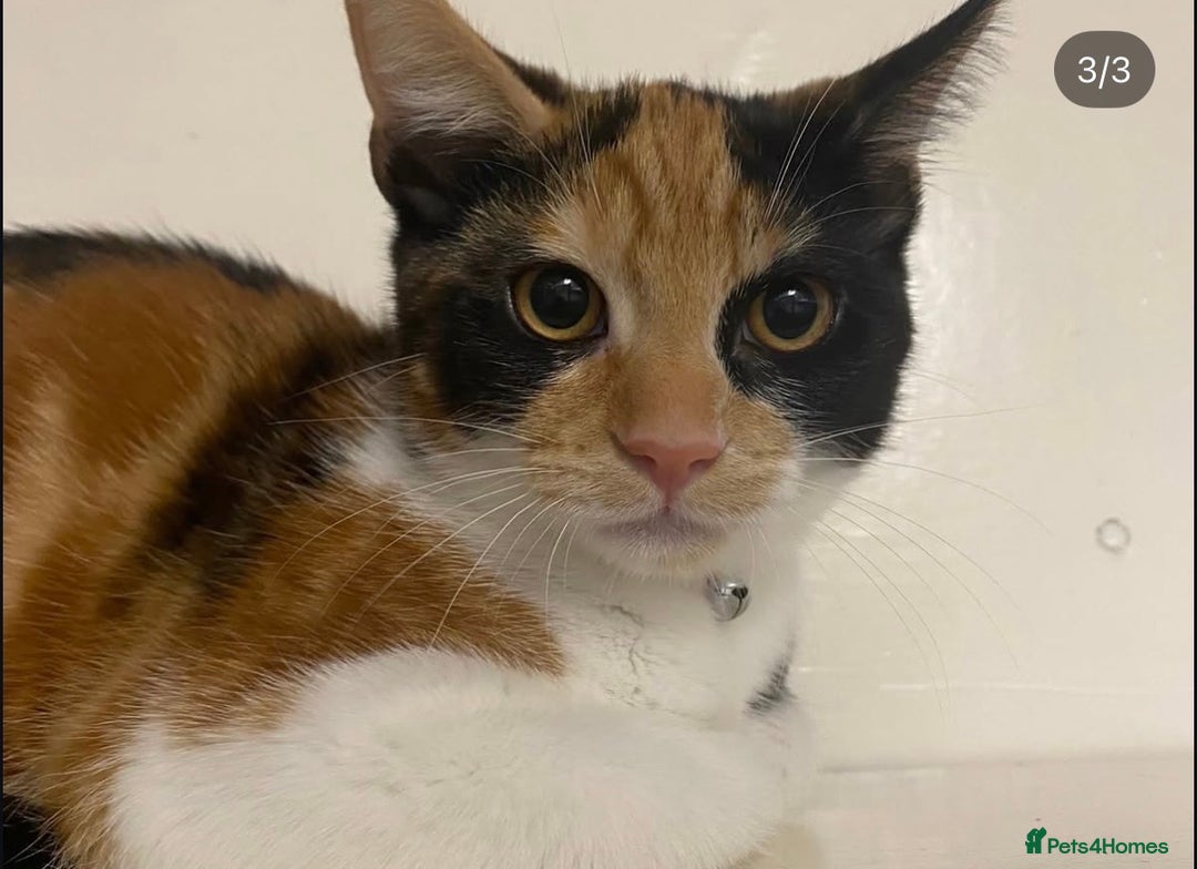 British Shorthair cats for sale: Playful Kitten  - Image 5