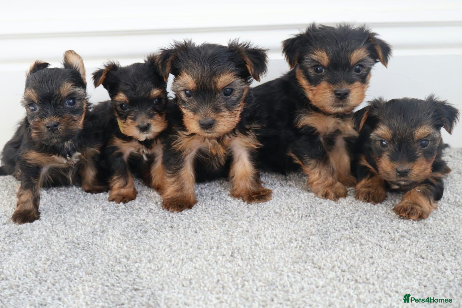 Yorkshire Terrier dogs Adorable Yorkshire Terrier Puppies 5 11.11.2026 - Advert 8