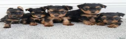 Yorkshire Terrier dogs for sale: Adorable Yorkshire Terrier Puppies 5 11.11.2026 - Advert 1
