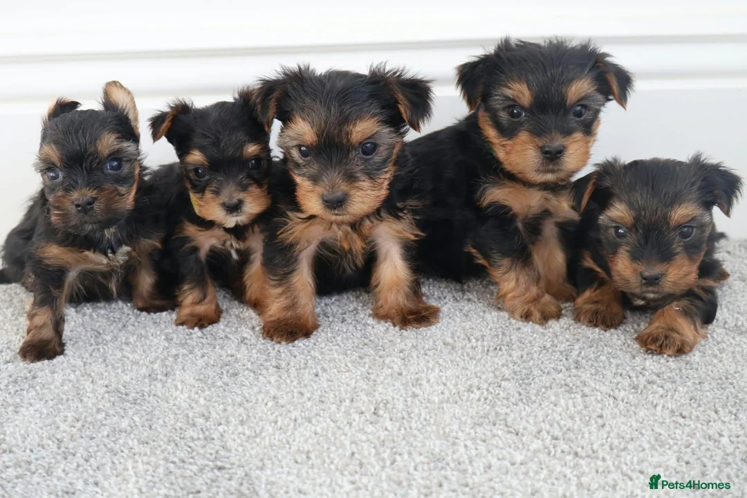 Yorkshire Terrier dogs for sale: Adorable Yorkshire Terrier Puppies 5 11.11.2026 - Advert 1
