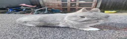 Netherland Dwarf rabbits for sale: Netherland dwarfs  - Advert 6