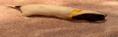 Yellow collar girl