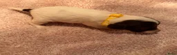 Sproodle dogs for sale: Sproodle puppies from experienced, licensed breedr - Advert 12