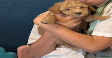 Maltipoo dogs Adorable F1B Maltipoos Available! - Advert 3