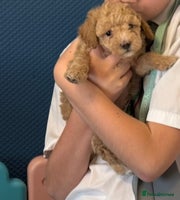 Maltipoo dogs Adorable F1B Maltipoos Available! - Advert 3