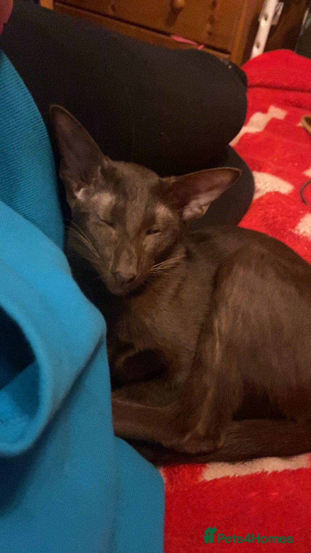 Oriental cats for sale: GCCF Oriental Shorthair Neutered Female For Sale - Image 3