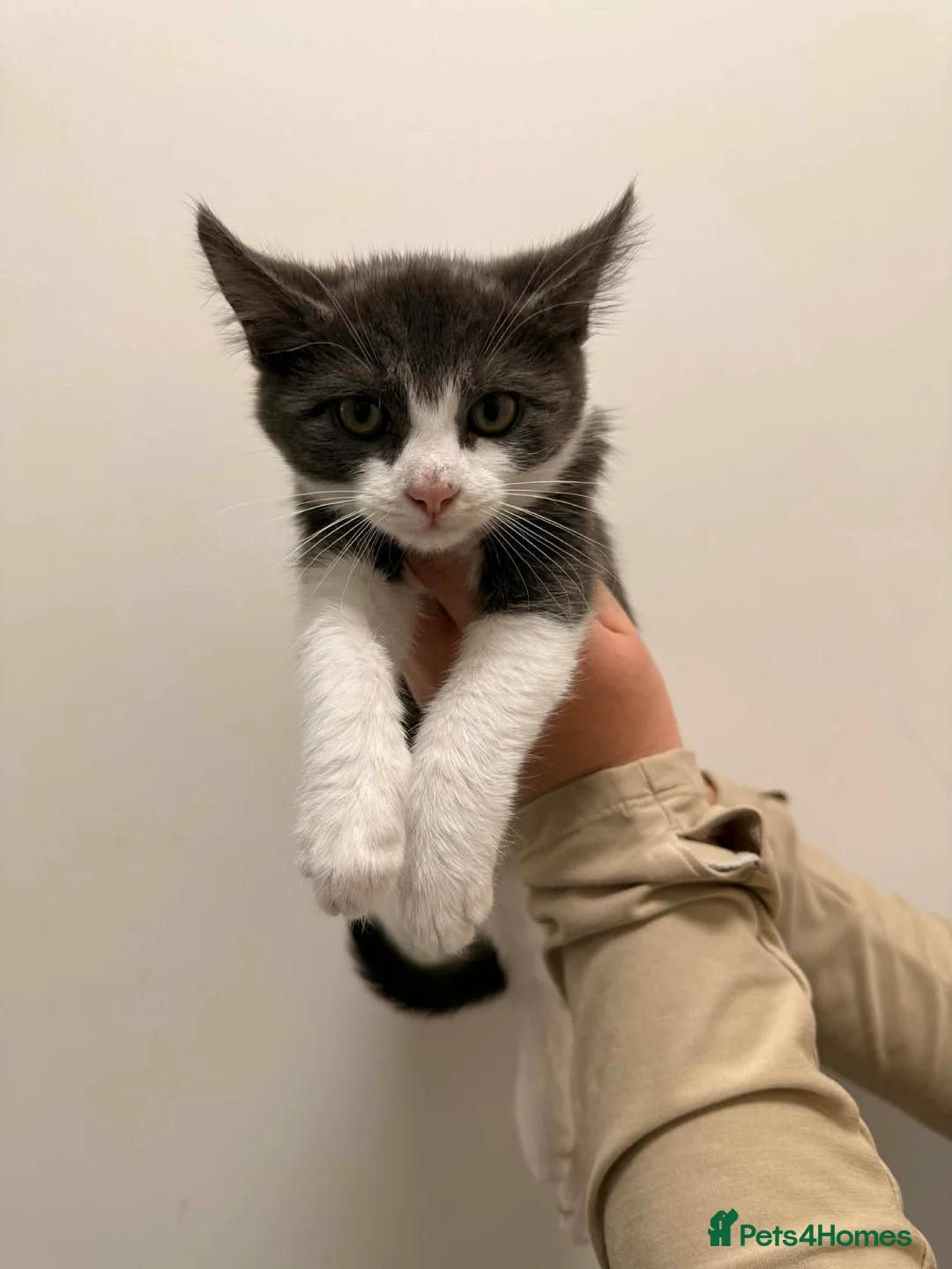 Maine Coon cats for sale: Maine Coon x Kittens  - Advert 2