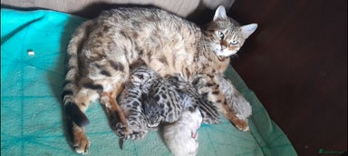 Bengal cats - Advert 13