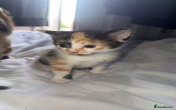 Mixed Breed cats for sale: Kittens - Image 1