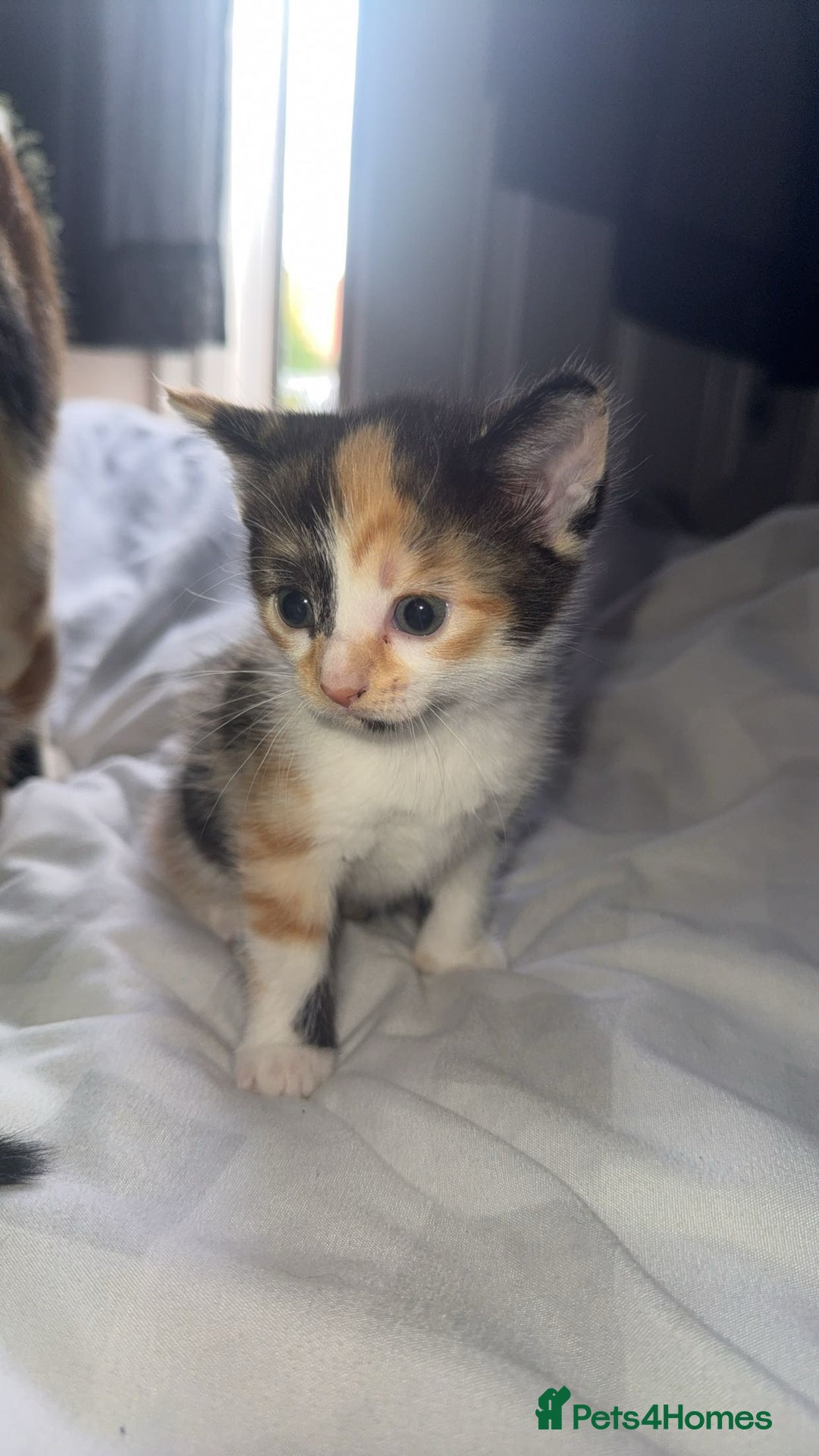 Mixed Breed cats for sale: Kittens - Image 1
