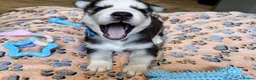 Siberian Husky dogs for sale: Pure Siberian Huskies 3 Puppies - Advert 16