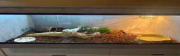 Skink reptiles for sale: Blue tongued skink in Leyland - Advert 7