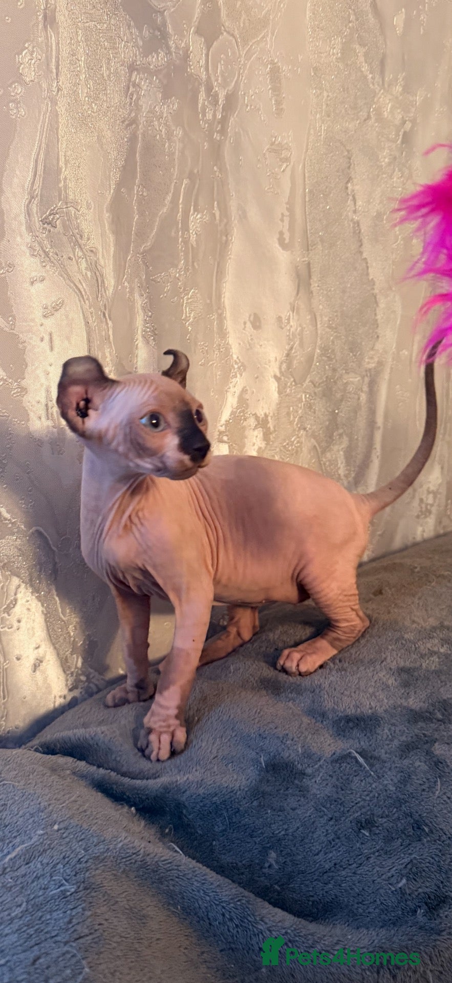 Sphynx cats 5 beautiful sphinxes looking for a loving home. - Advert 1