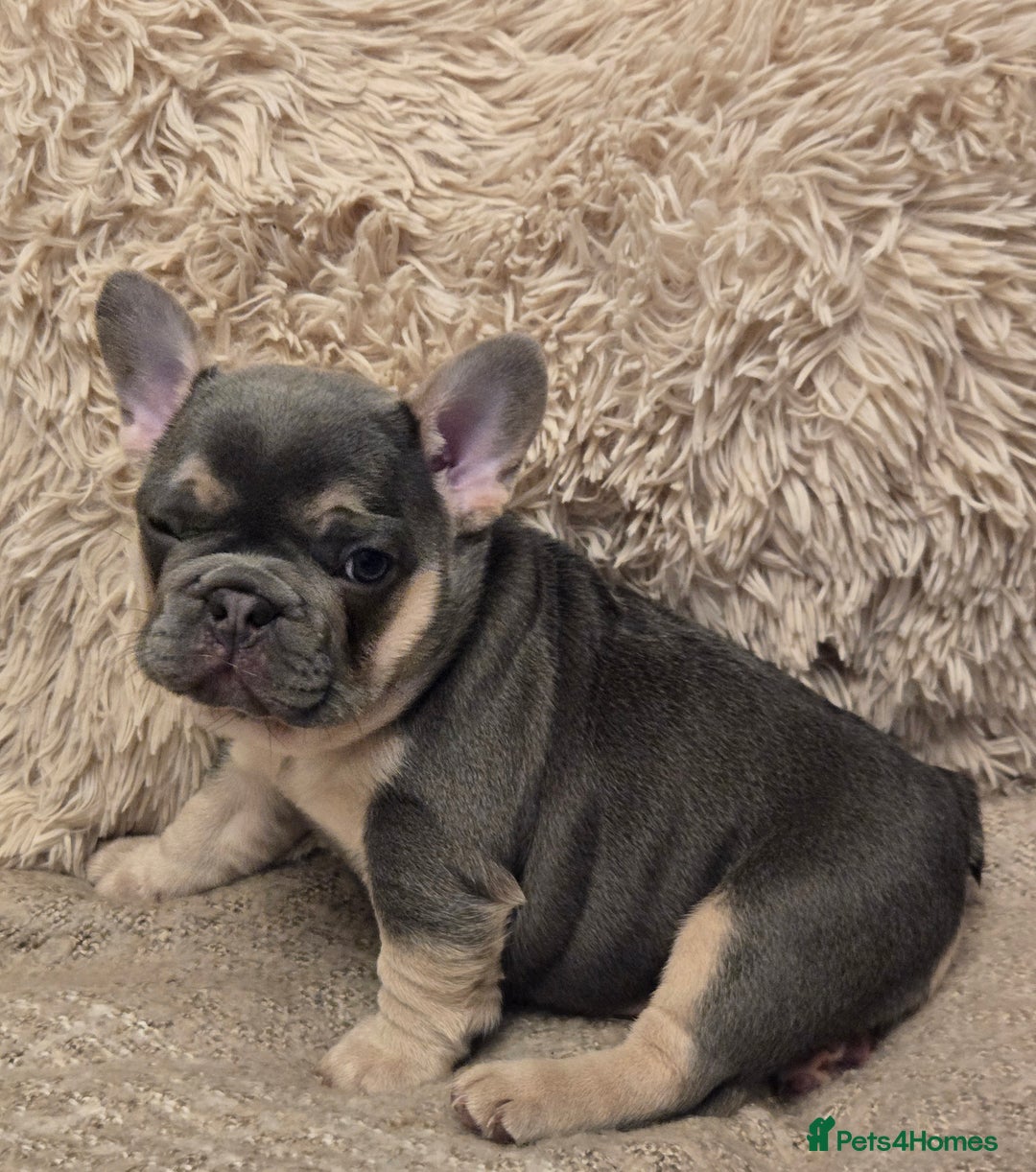 French Bulldog dogs for sale: Beautiful French Bulldog Puppies for sale - Advert 14