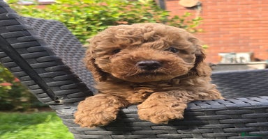 Toy Poodle dogs - Advert 15