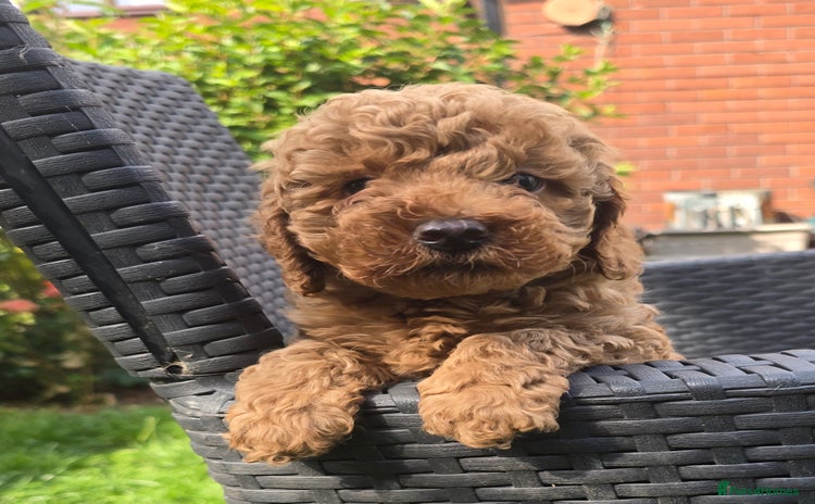 Toy Poodle dogs - Advert 5