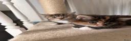 Mixed Breed cats for sale: Adorable fluffy kittens - Advert 8
