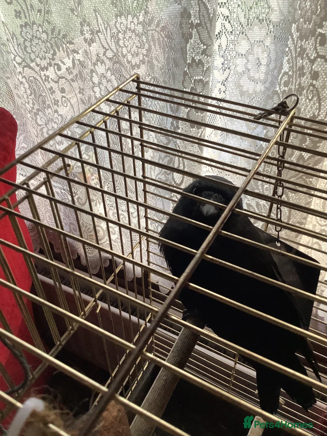 Softbills birds for sale: Jackdaw  in Kirkcaldy - Advert 1
