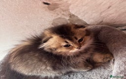 Scottish Fold cats for sale: Scottish fold kittens in hull - Image 10