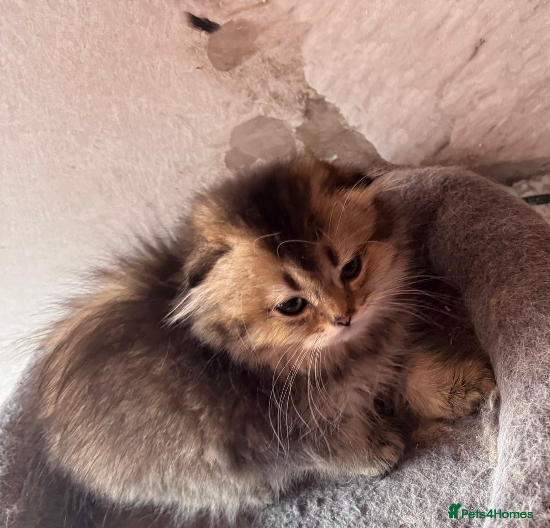 Scottish Fold cats for sale: Scottish fold kittens in hull - Image 10