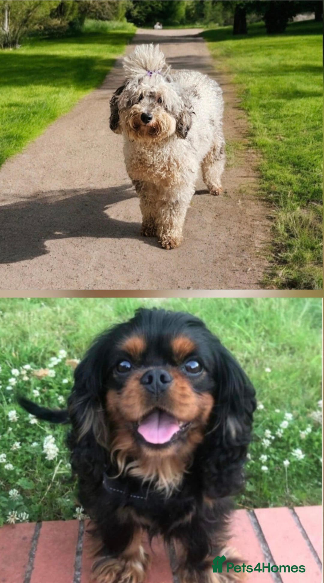 Cavapoo dogs for sale: Top quality cavapoo - Image 9