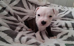 Staffordshire Bull Terrier dogs for sale: Staffordshire Puppies - Image 3