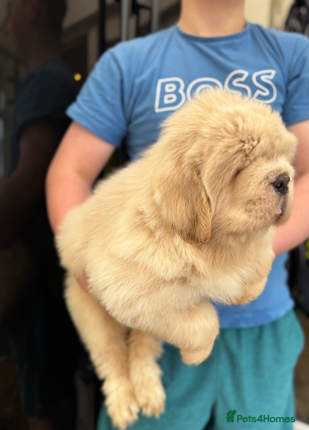 Tibetan Mastiff dogs for sale: Chinese Tibetan mastiff pups  - Image 23