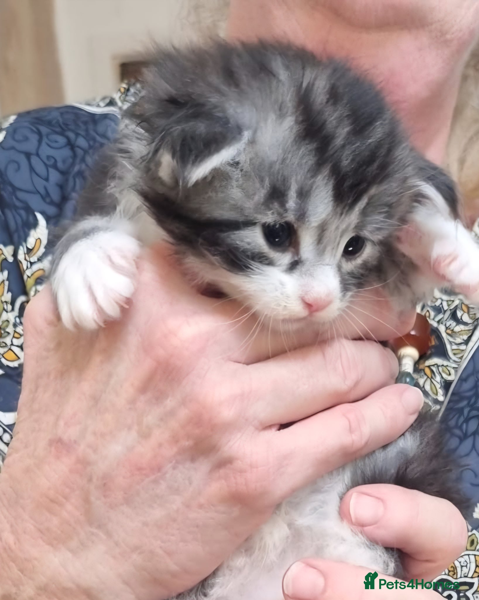 Maine Coon cats for sale: Tica Registered, Russian Line Maine Coon Kittens - Advert 10