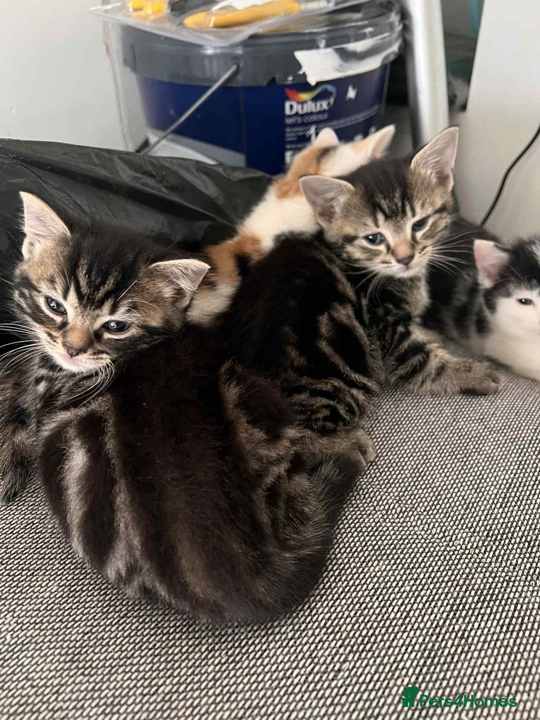 European cats for sale: Taby male kittens ready now - Advert 10