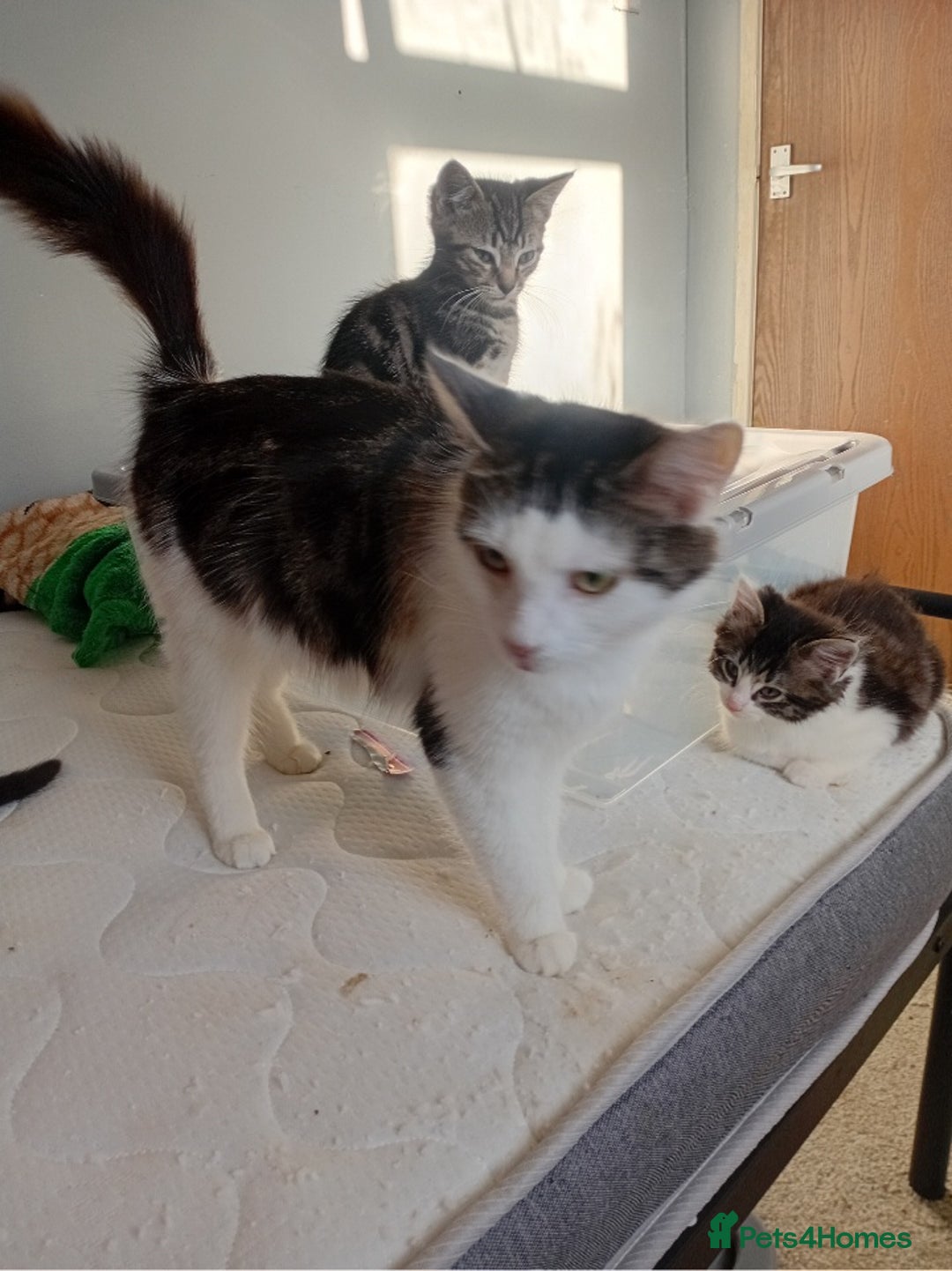 Mixed Breed cats for sale: 4 kittens for sale - Image 6