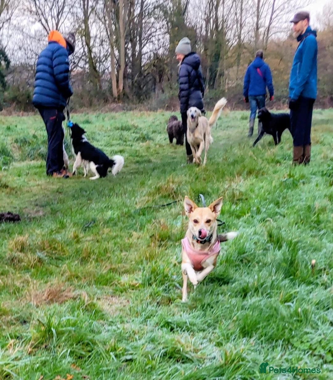Mixed Breed dogs for adoption: OVERLOOKED: ❤️LOLLY❤️- small size 2 yo girl - Advert 3