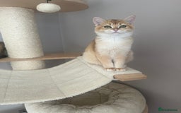 British Shorthair cats for sale: BSH Golden kittens  - Image 20