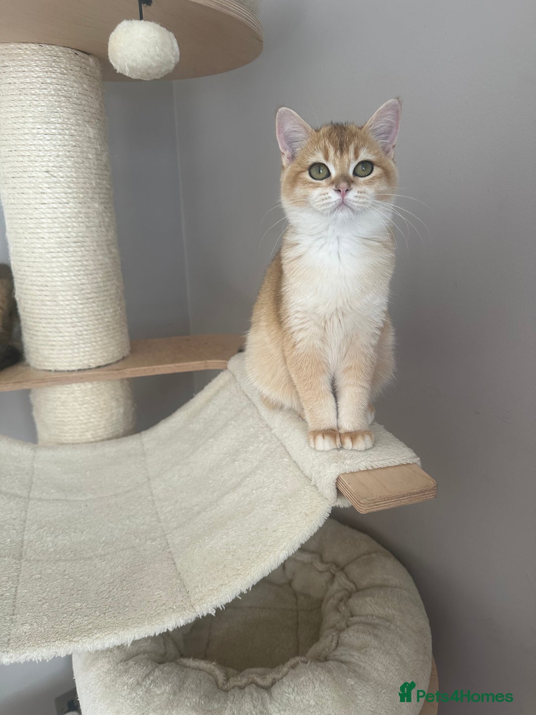 British Shorthair cats for sale: BSH Golden kittens  - Image 20