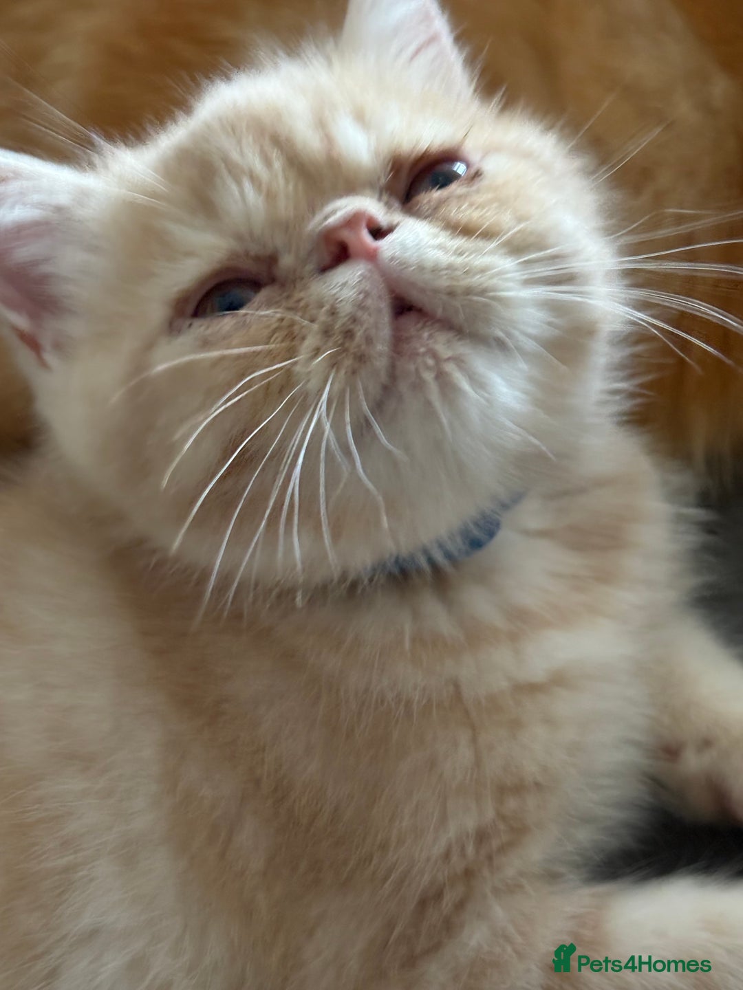 Exotic cats for sale: Last one Gorgeous Exotic boy ready now  - Image 9