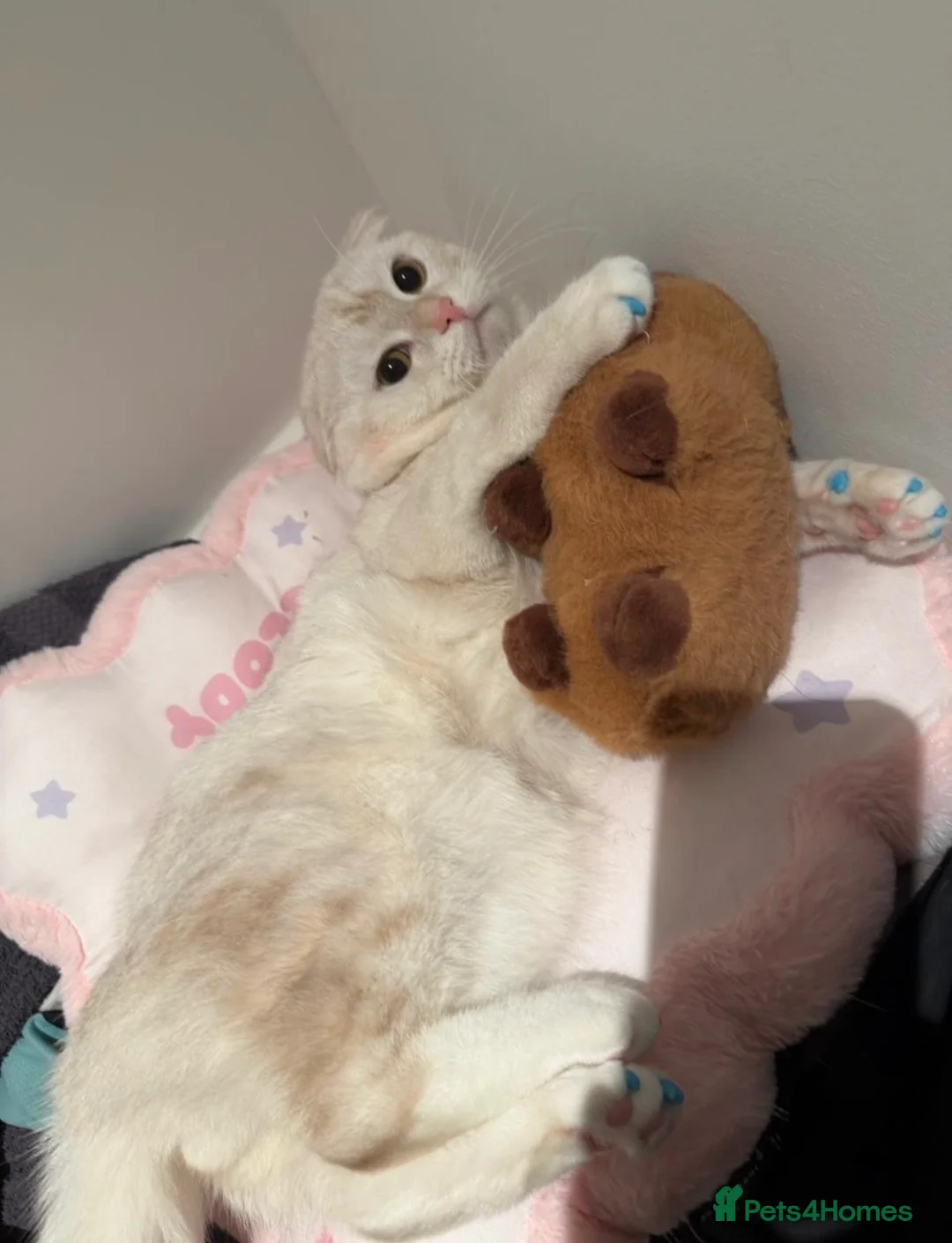 Scottish Fold cats for sale: Scottish fold cat 2 years old friendly  - Advert 2