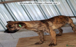 Mixed Breed dogs for adoption: Brindle, approx 7 months. Available for adoption. - Image 21