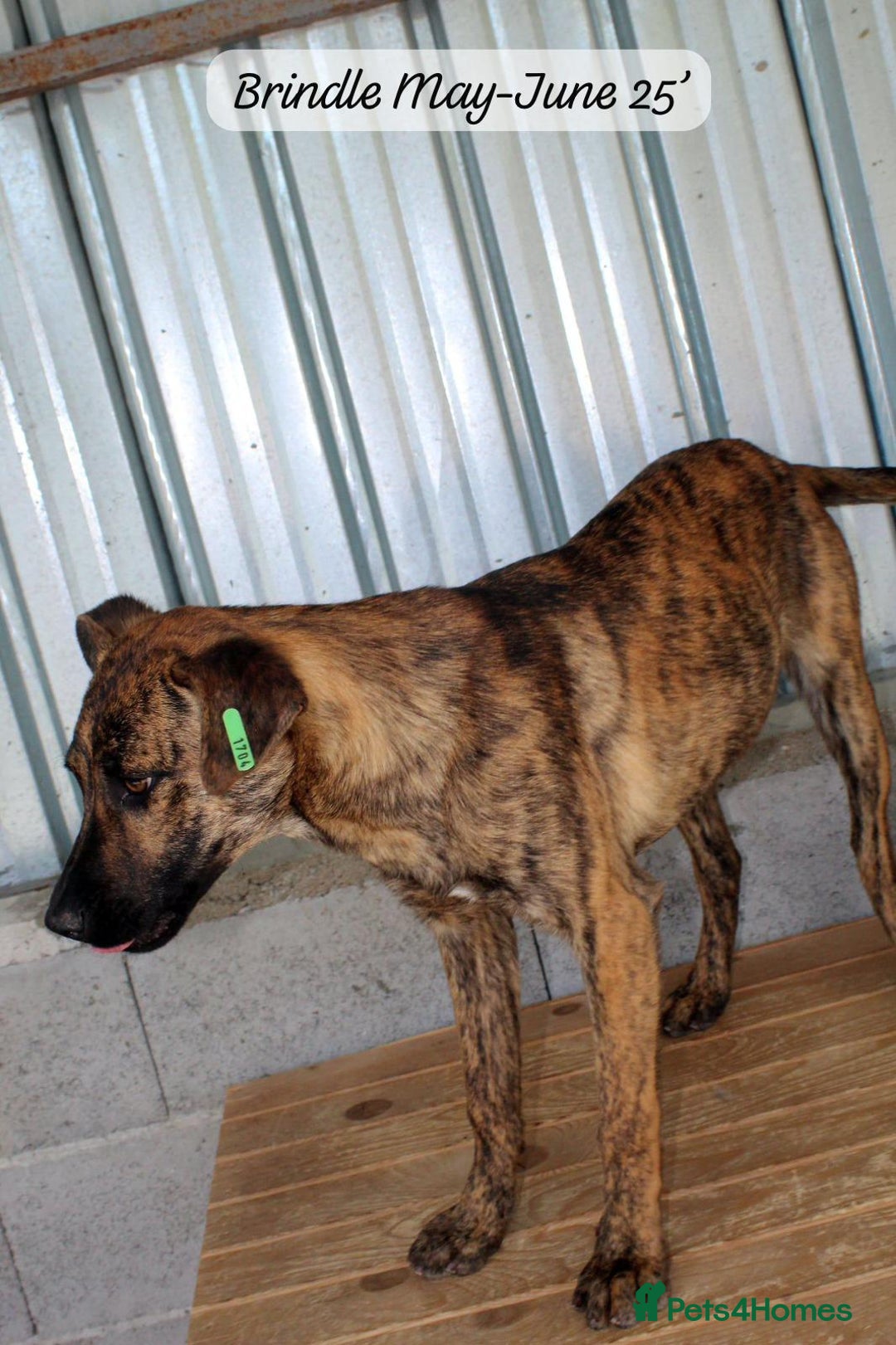 Mixed Breed dogs for adoption: Brindle, approx 7 months. Available for adoption. - Image 21