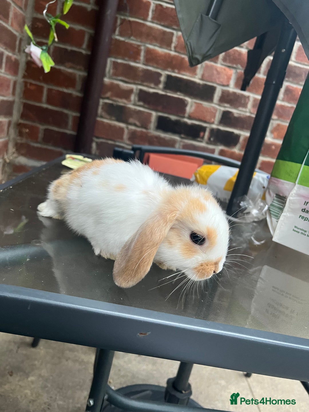 Mini Lop rabbits for sale: Mini lop  - Image 5