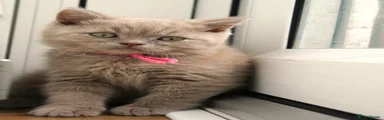 British Shorthair light pink (Male not Female)