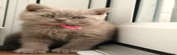 British Shorthair cats for sale: Beautiful Pure Breed ✨ British Shorthair Kittens ⭐ - Advert 29