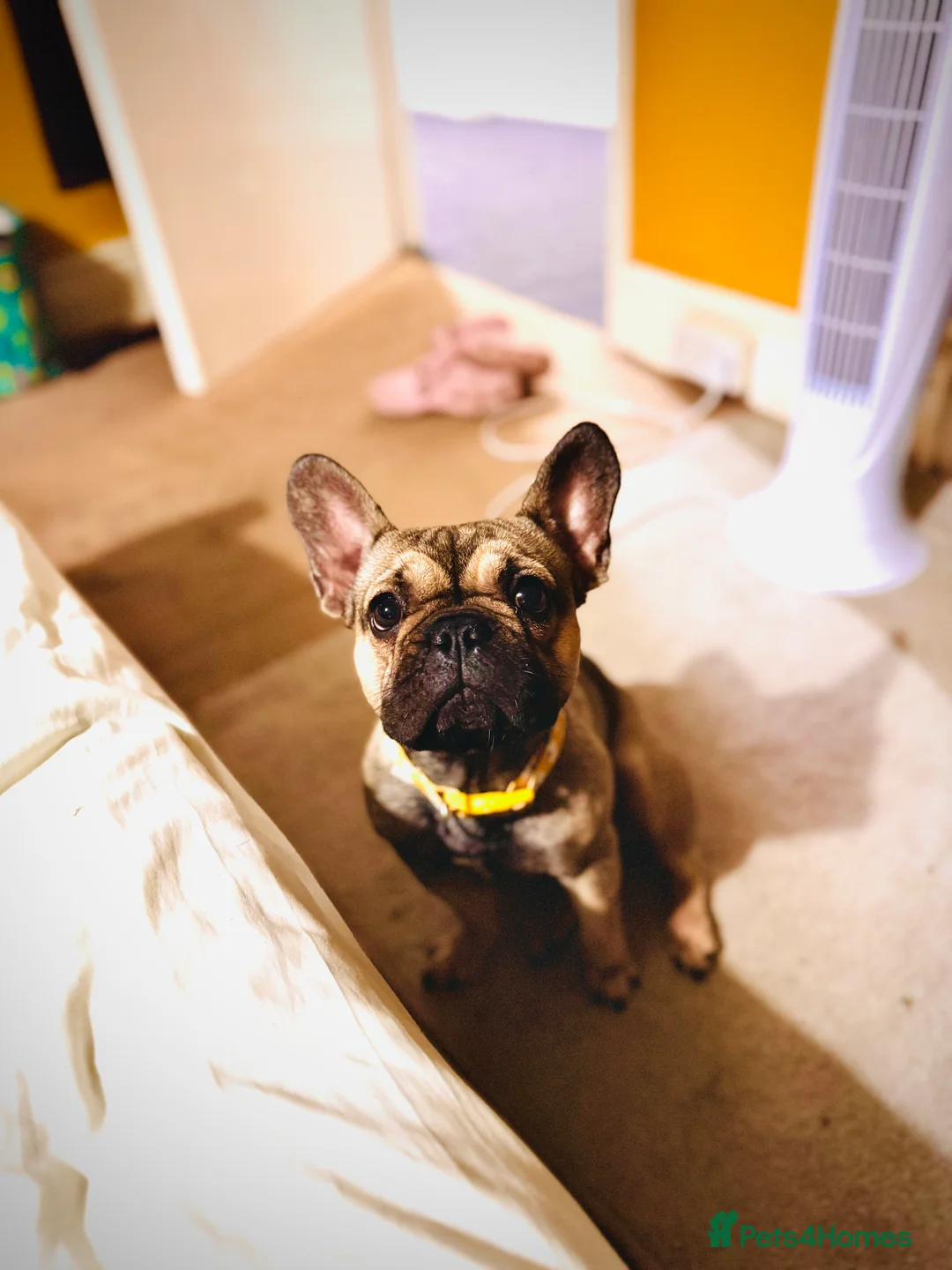 French Bulldog dogs for sale: 2 year old female  - Advert 2
