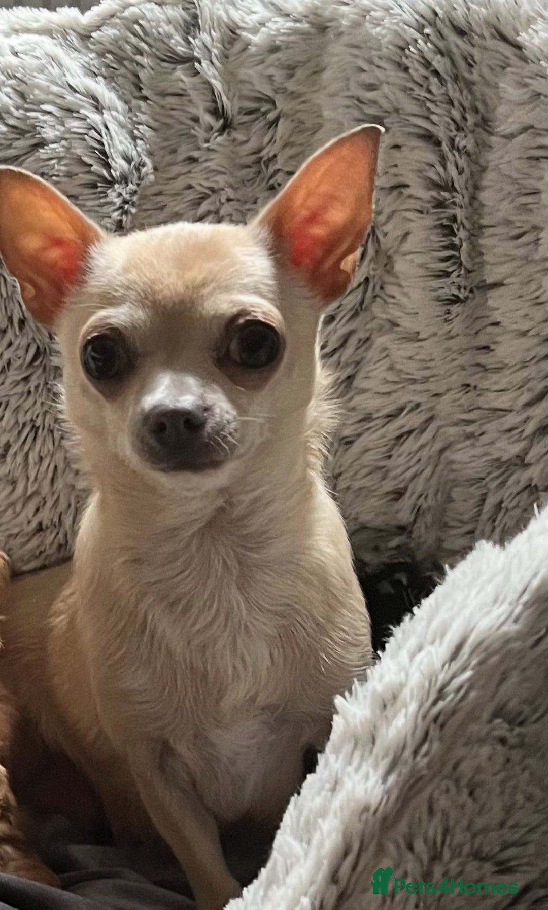 Chihuahua dogs for sale: Bambi  - Advert 1