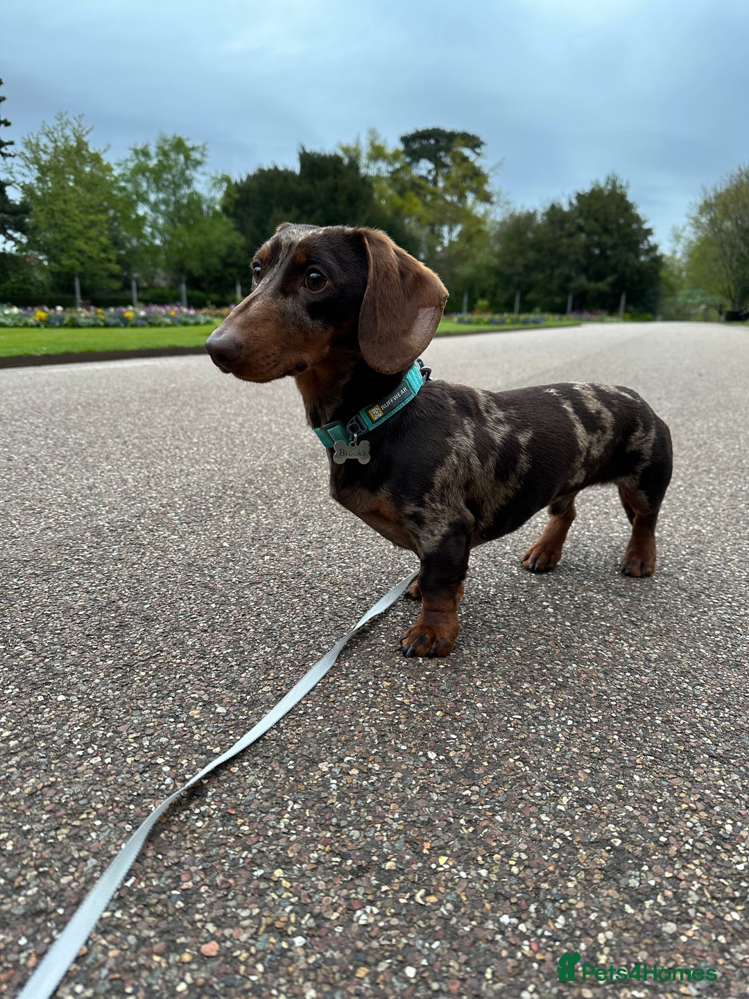 Miniature Dachshund dogs for sale: Otto  - Advert 13