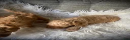 Cockapoo dogs for sale: Multi generation DNA Health Clear Cockapoo Pups  - Advert 27